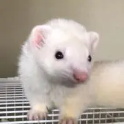 ロッキーの画像