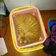 ポン！の画像