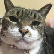 ネコヌコの画像