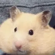 しゃばぞうの画像