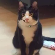 なみの画像