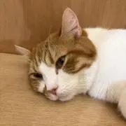 やぷー