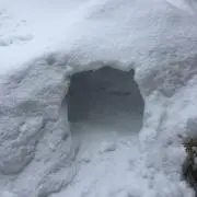 ゆきのこ