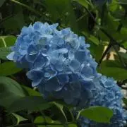 なめこの画像
