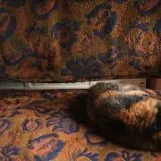 めがねこの画像