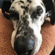 ダウザー