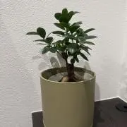 C ちゃんの画像