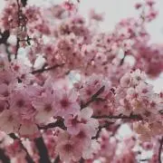 sakuralala プロフご覧下さい