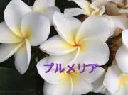 amiamiの画像
