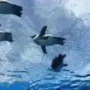ジローの画像