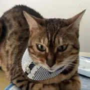 からぴぃの画像