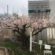 かつ
