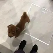 りり