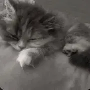 memeの画像