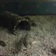 mu-ta.R