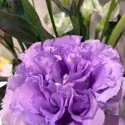 ハレの画像