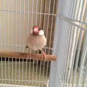 Kokoroの画像