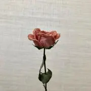 さいの画像