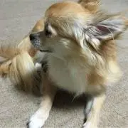 えみりん
