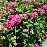 水の技の達人、カタラ　英語4枚セット MTG 水の技の達人、カタラ 英語 - メルカリ