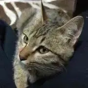 もい。まとめ買いOKの画像