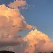 アオの画像