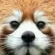 lessaの画像