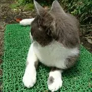 tinyの画像