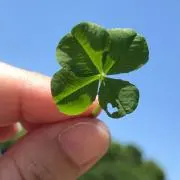 のぞみ
