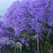 おでこの画像