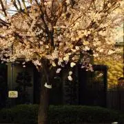 ダイの画像