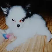 ななちゃんの画像
