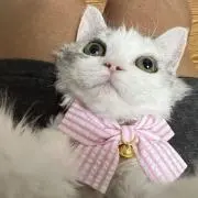 Stellaの画像