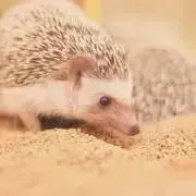 nonoの画像