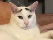 ibrow.paco