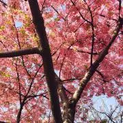 すず