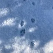 くく