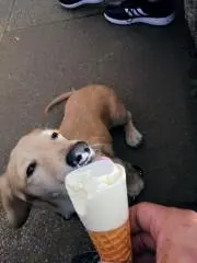 けい