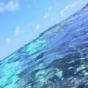 よしちゃんの画像