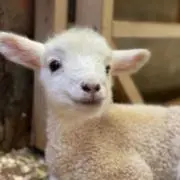 Image of らむにく