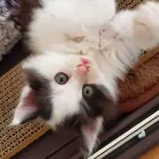 み
