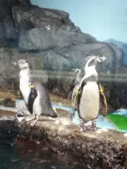 ペンギンの画像