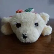 あんずの画像