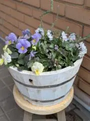 じゅんうさぎの画像