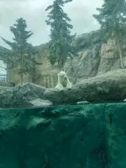 シロクマ