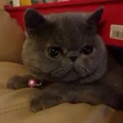 しの