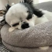 ひとみの画像