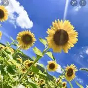 ひまわり