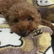 はるたんの画像