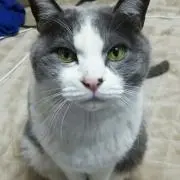 こうし
